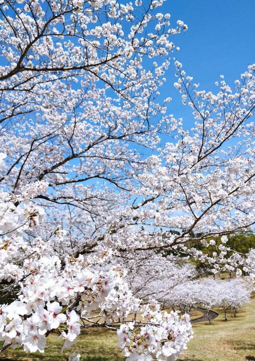 White - 桜 edition - 桜がデザインされたPCケース＆ホワイトカラーの